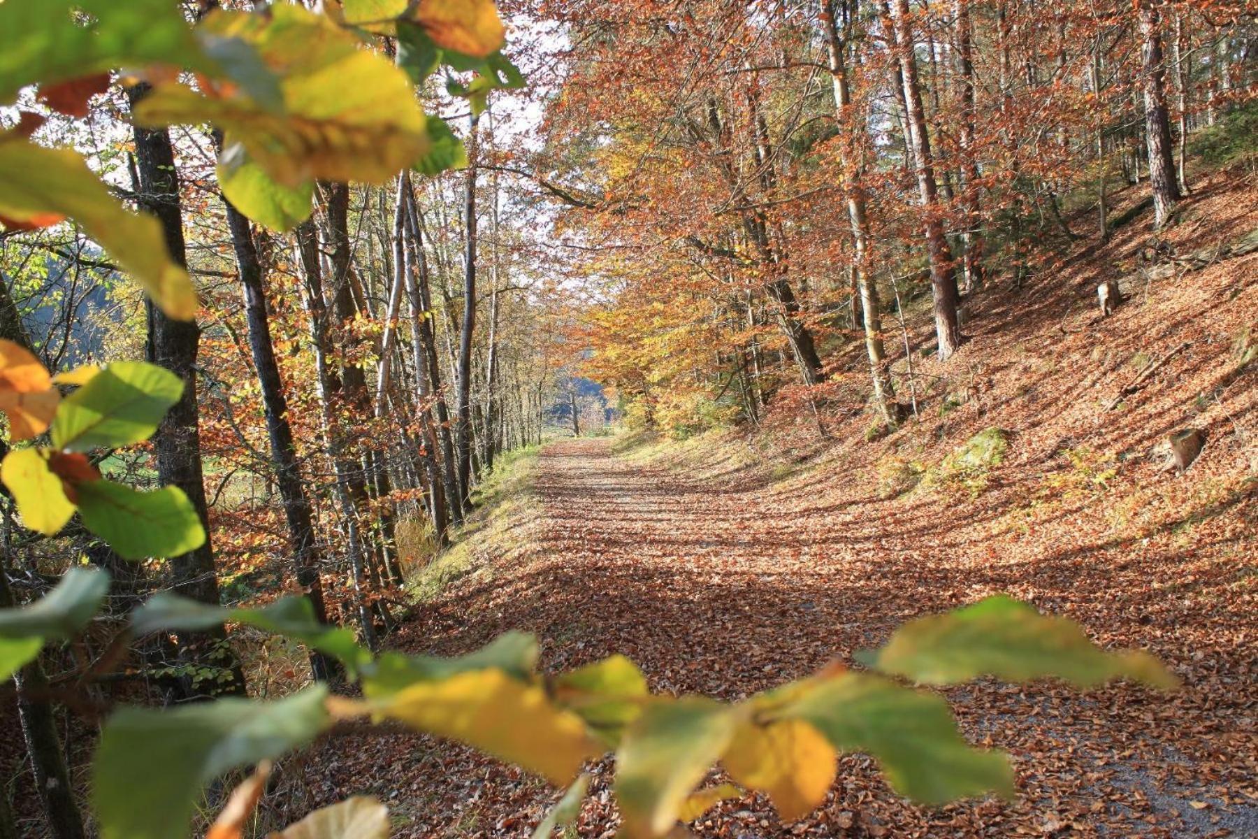 Ferienhof Aiginger Grafenau  Exteriör bild